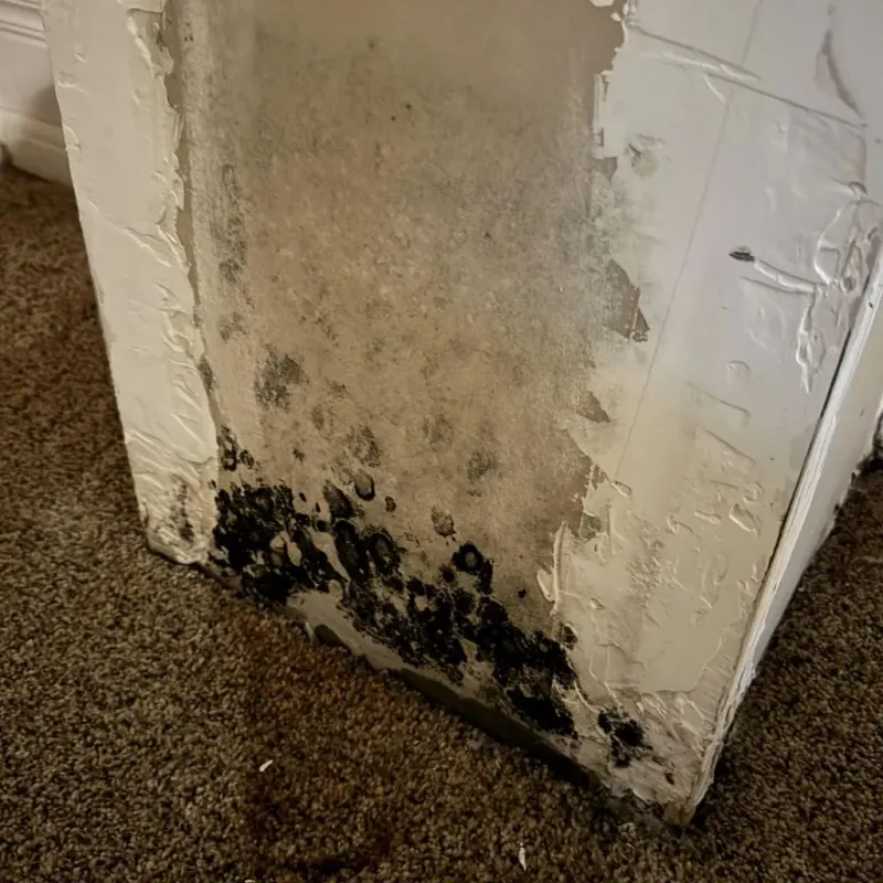 Professional Mold Removal in Los Banos, CA